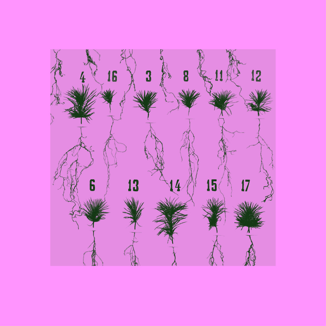 Music: Imaginary Solutions (Vinyl, RVN009)
